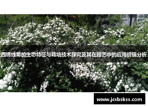 西绣线菊的生态特征与栽培技术探究及其在园艺中的应用价值分析