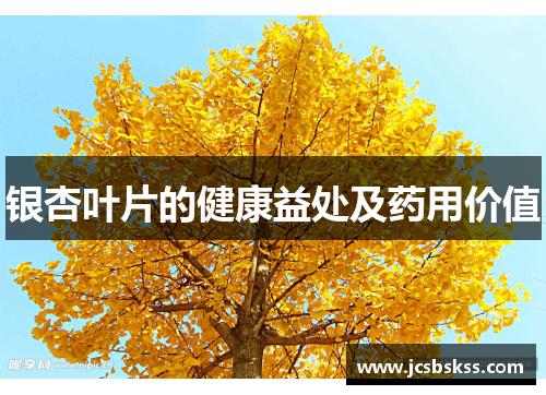 银杏叶片的健康益处及药用价值